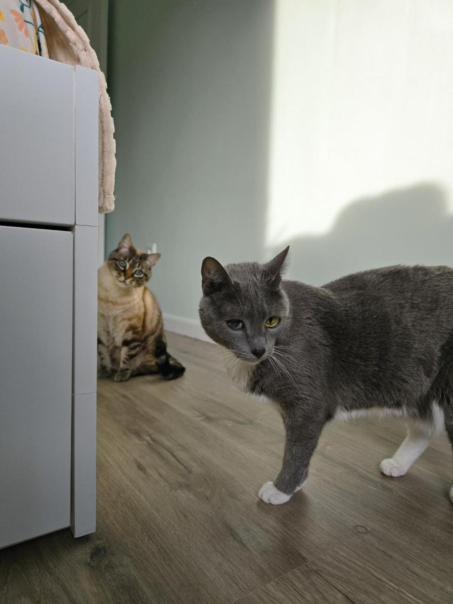 Oliveira do Douro The House Of Catsアパートメント エクステリア 写真